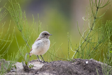 On a sunny summer evening, a young northern wheatear stands on the ground and looks right toward the camera lens.
