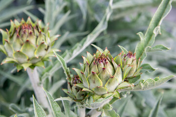 close up of artichoke