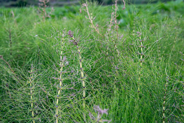 grass in the morning