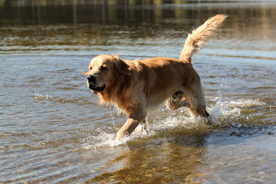 Golden retriever swimming in Lake Lisi in Georgia