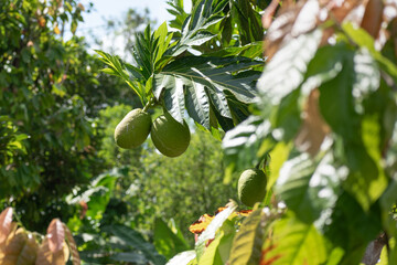 Buen Pan, Fruta del pan, mazapán, vijahoó o panapén