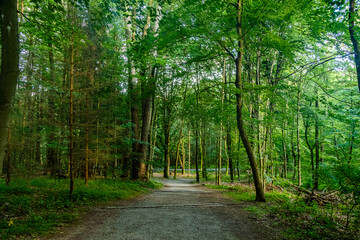 footpath in the forest