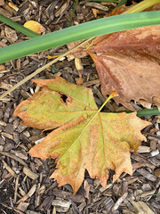 Close-Up of Fallen Autumn Leaf on Mulch with Green Plant Stalk