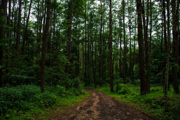 The path into the forest within the national park on both sides is filled with large trees that can absorb large amounts of carbon dioxide from the atmosphere. Net Zero Emissions Goals.