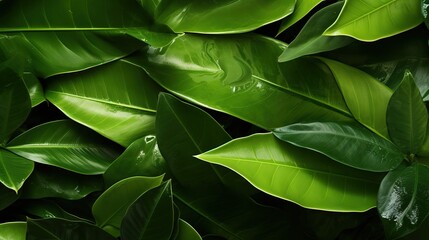 green leaves background