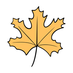 Vector isolated illustration of a maple leaf on a white background.
