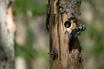 Tree toed woodpecker next to the hollow with child.