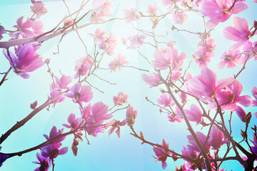 Season flowers background. Pink flower on blue sky background