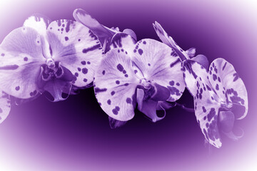 Orchidée mauve 