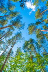 Obraz premium Background with a bottom view of pine trees. Crowns of trees in a summer forest against the sky. Bright, sunny backdrop on the theme of hiking.