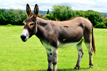 Fototapeta premium donkey in the field. little brown donkey stands on a green field, animal concept