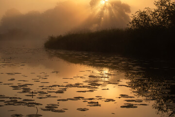 Wiosenny, mglisty poranek, starorzecze rzeki Wisły. Krajobraz, tapeta, dekoracja. © mycatherina
