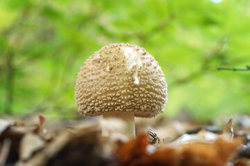 Amanita rubescens or blushing amanita fungi, semi-edible mushroom wild grows in the forest, natural seasonal background, close-up