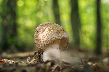 Amanita rubescens or blushing amanita fungi, semi-edible mushroom wild grows in the forest, natural seasonal background, close-up