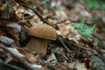 Boletus or porcini fungi, delicious edible mushroom wild grows in the forest, natural seasonal background, close-up