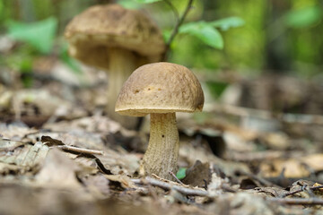 Boletus leccinum scabrum or birch bolete, edible mushroom wild grows in the forest, natural seasonal background, close-up