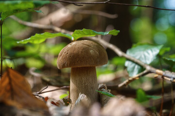 Boletus or porcini fungi, delicious edible mushroom wild grows in the forest, natural seasonal...