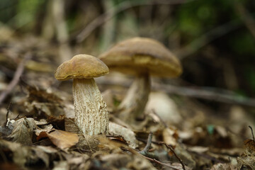 Boletus leccinum scabrum or birch bolete, edible mushroom wild grows in the forest, natural seasonal background, close-up