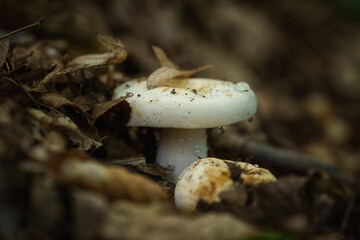 Lactarius piperatus or blancaccio, delicious semi-edible mushroom wild grows in the forest, natural seasonal background, close-up