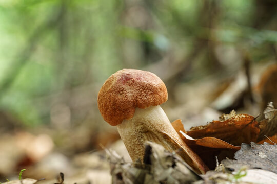 Boletus leccinum aurantiacum or aspen bolete, delicious edible mushroom wild grows in the forest, natural seasonal background, close-up