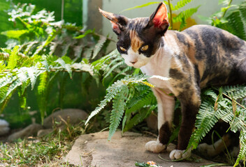 Junge weibliche Devon Rex Katze im Garten