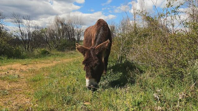 donkey eating grass in a rural landscapes in a rural landscapes
