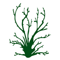 A silhouette of algae