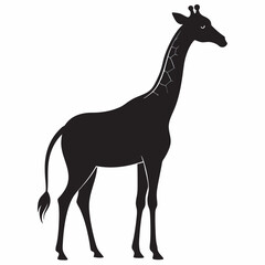 giraffe isolated on white background