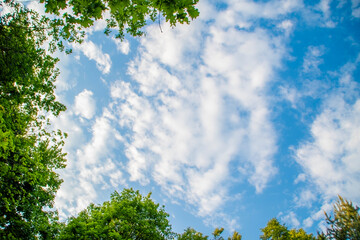 Background with a bottom view of the sky between tree branches. Frame with empty space between treetops. Summer background on the theme of nature and ecology.