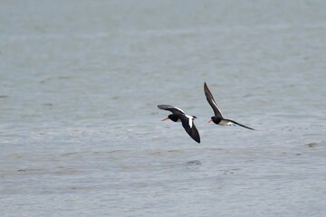A pair of Oystercatchers flying over a sea shore