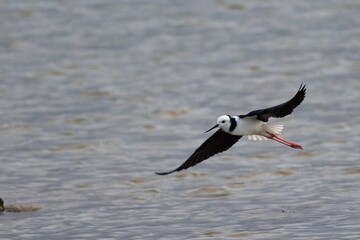 A Pied Stilt flying over a sea shore
