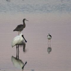 A Royal Spoonbill, White Faced Heron and a Pied Stilt on a sea shore