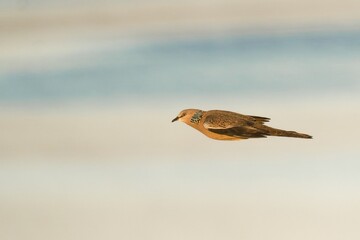 A spotted dove flying over a water on a beach