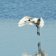 A Royal Spoonbill making a landing on a sea shore