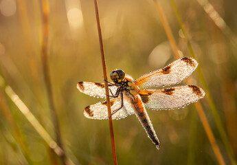 Ważka czteroplama (Libellula quadrimaculata )  w kroplach porannej rosy, wschód słońca. © mycatherina
