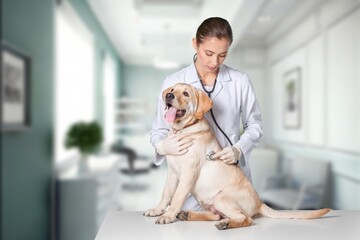 Smiling veterinarian examine with a happy dog