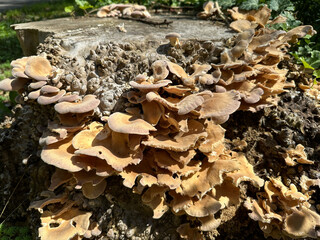 Mushroom on a tree trunk in the woods