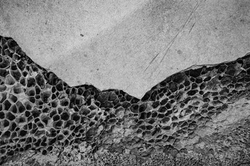 Texture of whale bone close up