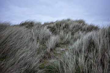landscape of dunes on the North Sea in Germany