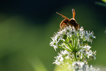 Butterfly on a flower