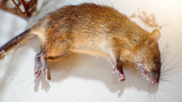 dead mouse caused of eat poison