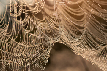 Pajęczyna w kroplach porannej rosy. Tapeta, dekoracja. © mycatherina