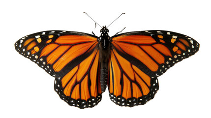 Naklejka premium Butterfly orange on white background 