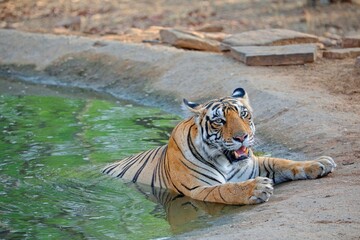 A prime adult Tigress cooling herself in a watering hole on a hot summer day.