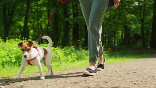 Woman wearing casual clothes walks her Jack Russell terrier dog in summer park. Dog is wearing red harness. Cute pet at morning walking