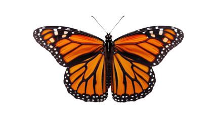 Obraz premium Butterfly orange on white background 