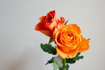 オレンジ色のバラ