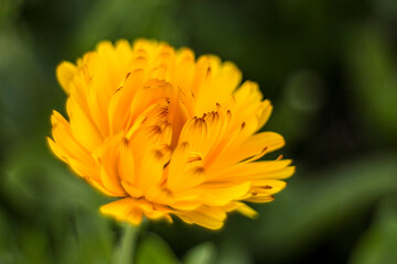 calendula flowers in a garden - soft focus