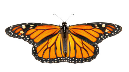 Fototapeta premium Butterfly orange on white background 
