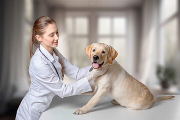 Smiling veterinarian examine with a happy dog